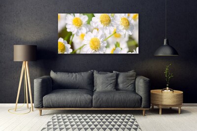 Plexisklo-obraz Květiny Sedmikráska Příroda