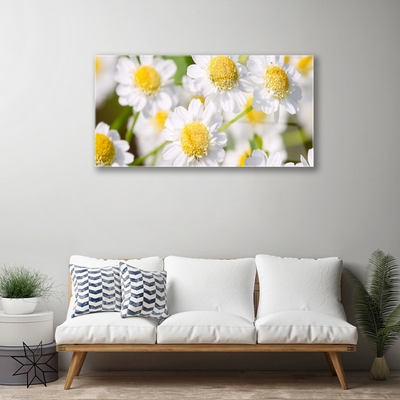 Plexisklo-obraz Květiny Sedmikráska Příroda