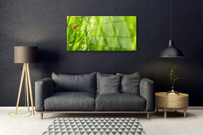 Plexisklo-obraz Tráva Beruška Příroda