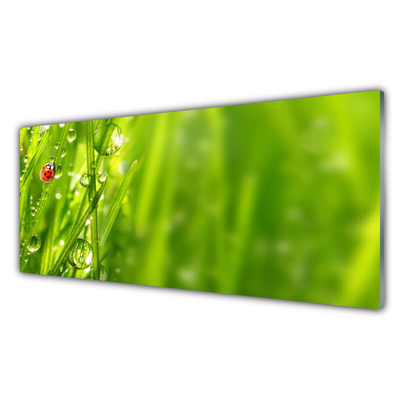 Plexisklo-obraz Tráva Beruška Příroda