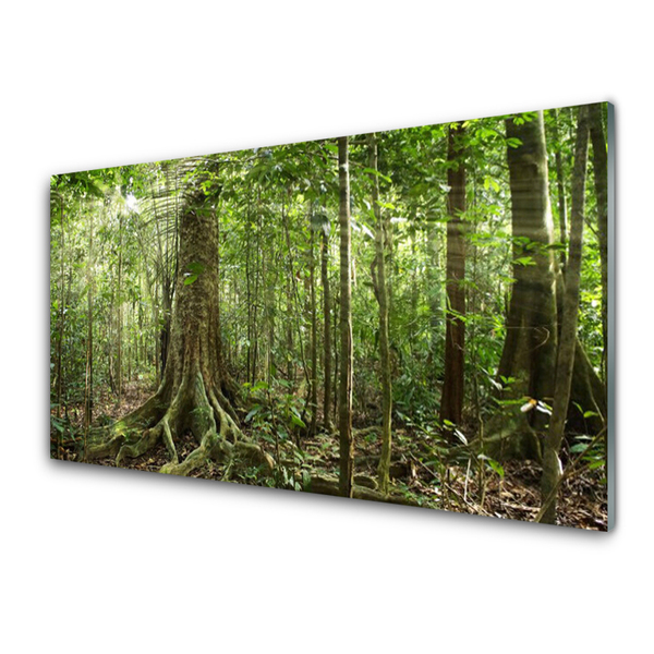 Plexisklo-obraz Les Příroda Džungle
