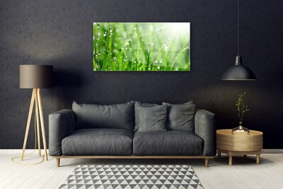 Plexisklo-obraz Příroda Tráva Kapky