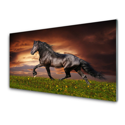 Kuchyňský skleněný panel Černý Kůň Louka Zvířata