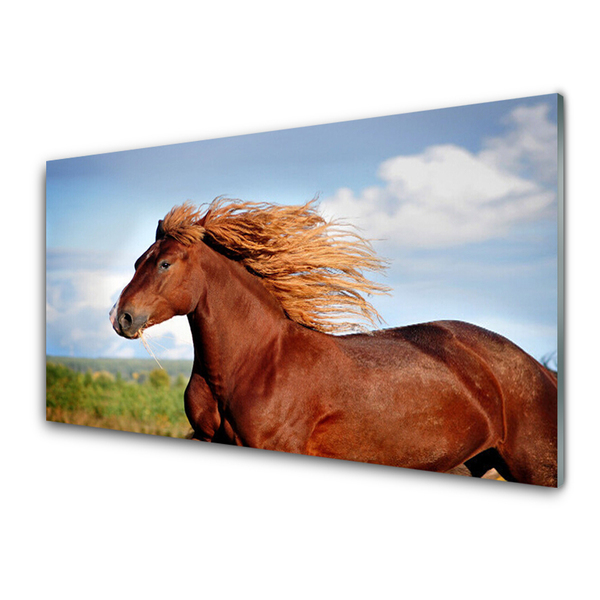 Kuchyňský skleněný panel Kůň Zvířata