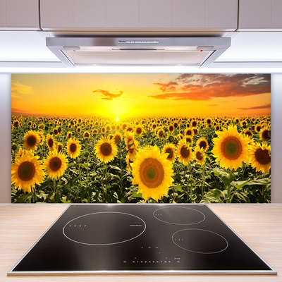 Kuchyňský skleněný panel Slunečnice