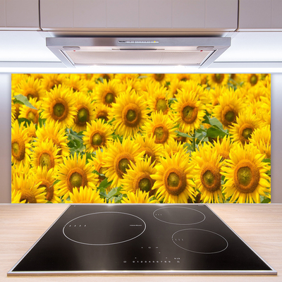 Kuchyňský skleněný panel Slunecznice Rostlina