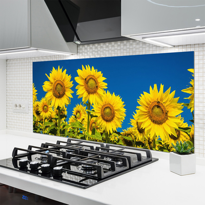 Kuchyňský skleněný panel Slunečníce Rostlina