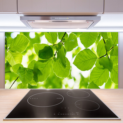 Kuchyňský skleněný panel Listy Příroda Rostlina