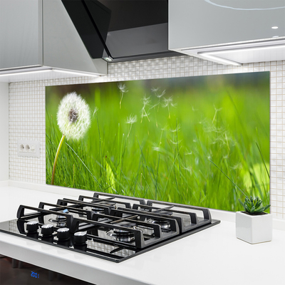Kuchyňský skleněný panel Pampeliška Tráva Rostlina