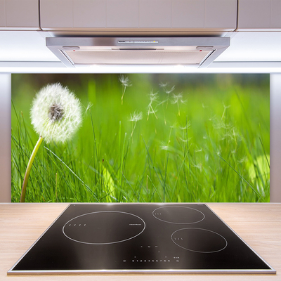 Kuchyňský skleněný panel Pampeliška Tráva Rostlina