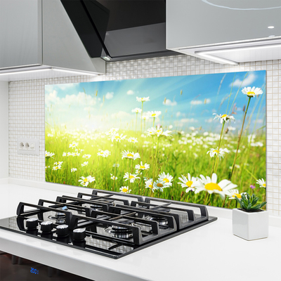 Kuchyňský skleněný panel Louka Sedmikrásky Příroda