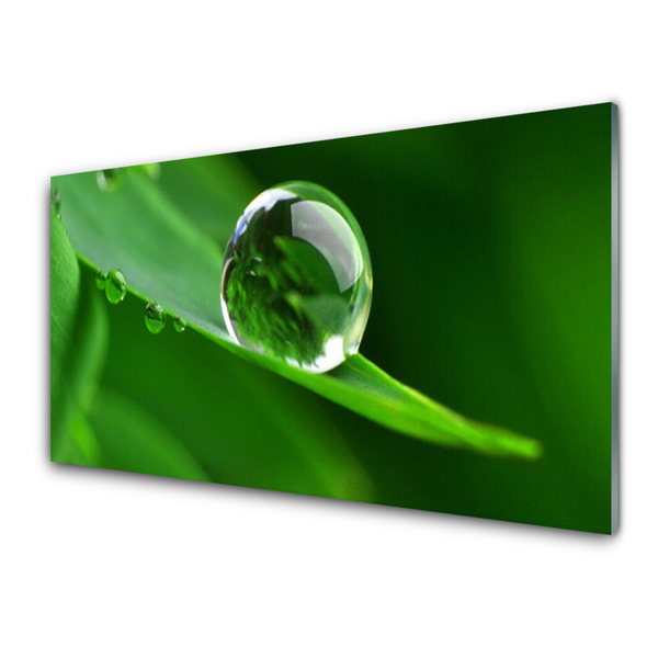 Kuchyňský skleněný panel List Voda Kapka Rostlina