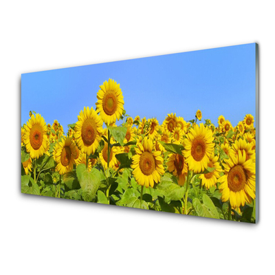 Kuchyňský skleněný panel Slunečnice Květ Rostlina