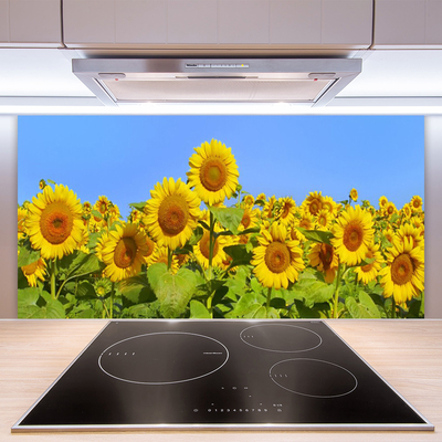 Kuchyňský skleněný panel Slunečnice Květ Rostlina