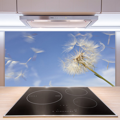 Kuchyňský skleněný panel Pampeliška Rostlina