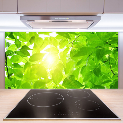 Skleněné obklady do kuchyně Listy Příroda Slunce Rostlina