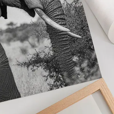 Plakátový obraz detail slona s důrazem na harmonii přírodních textur