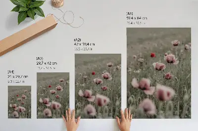 Dekorativní plakát s motivem jemných pastelových máků pro romantickou atmosféru