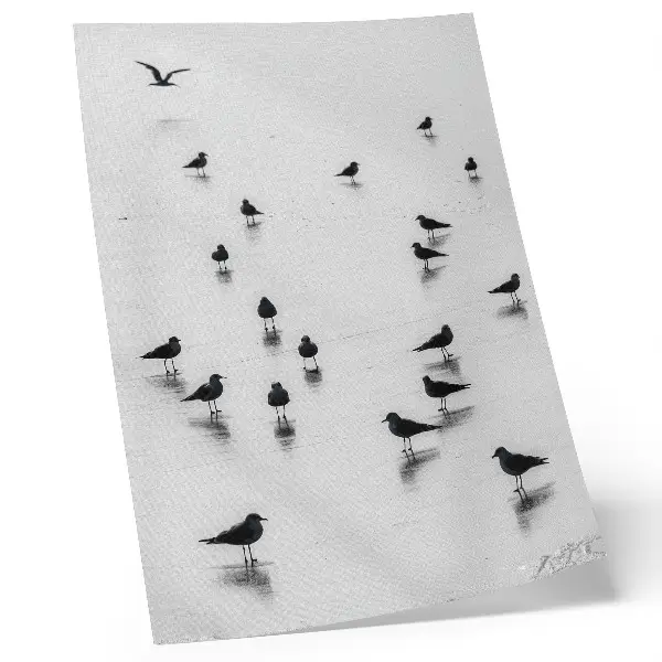 Plakát na zeď ptáci nad vodou s jemnými odrazy v minimalistickém stylu