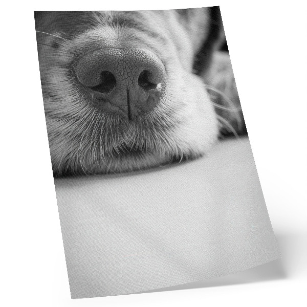 Plakát na zeď Detail psa černobílý textura minimalismus