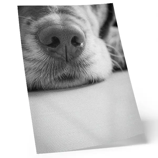 Plakát na zeď minimalistický detail psí srsti v černobílém provedení