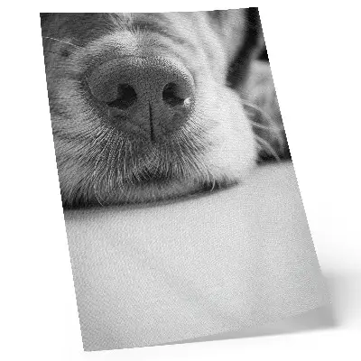 Plakát na zeď minimalistický detail psí srsti v černobílém provedení