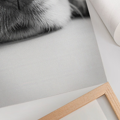 Plakát na zeď Detail psa černobílý textura minimalismus