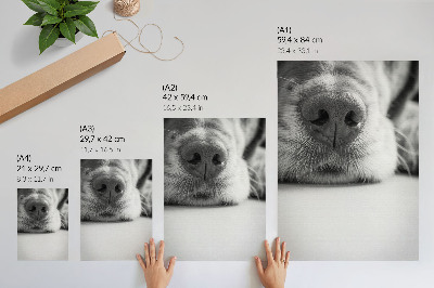 Plakát na zeď Detail psa černobílý textura minimalismus