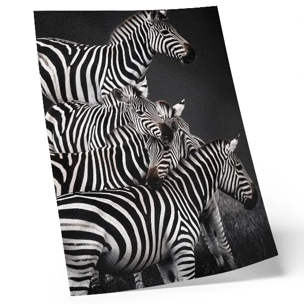 Dekorativní plakát zebra s kontrastními černobílými svislými pruhy