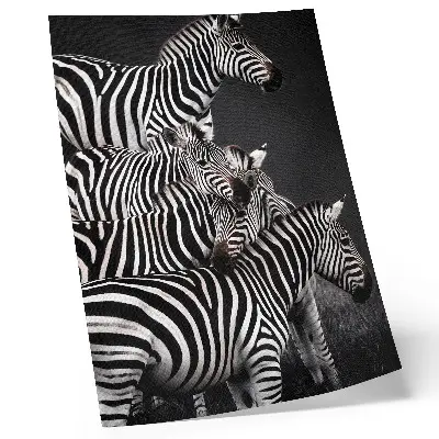 Dekorativní plakát zebra s kontrastními černobílými svislými pruhy