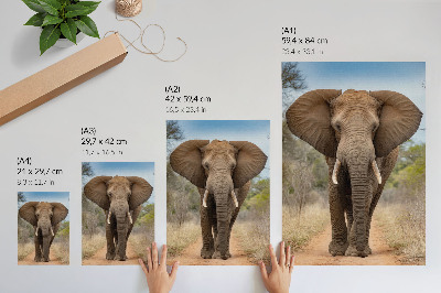 Nástěnný plakát Slon na cestě v africké krajině