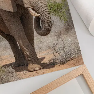 Dekorativní plakát slon na savaně s motivem majestátní africké přírody