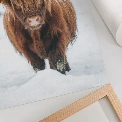 Plakát na zeď dobytek ve sněhu jako kontrast zvířete a přírody