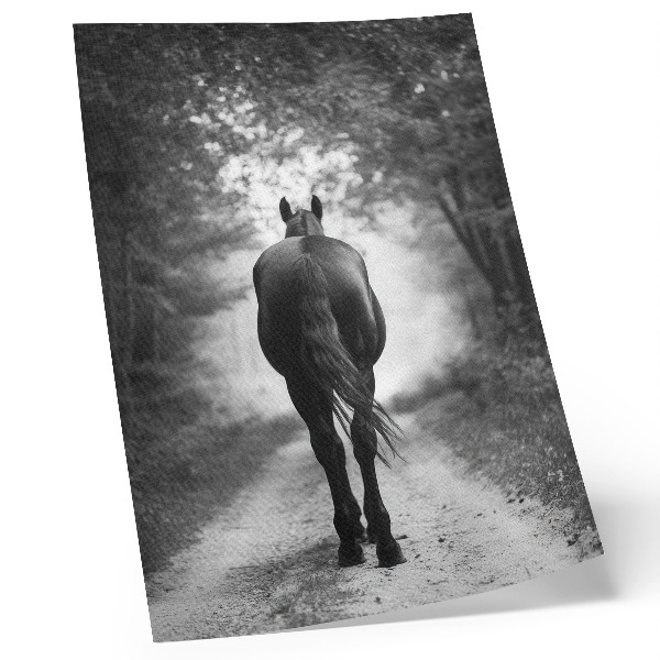 Dekorativní plakát Černobílý kůň v lesní fotografii