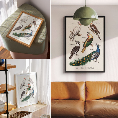 Dekorativní plakát Elegantní ptáci, peří, rozmanité barvy