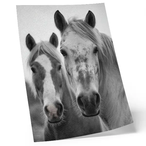 Plakát koně v monochromatickém záběru s nádechem elegance