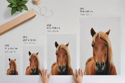 Nástěnný plakát Portrét koně minimalismus přírodní krása elegance