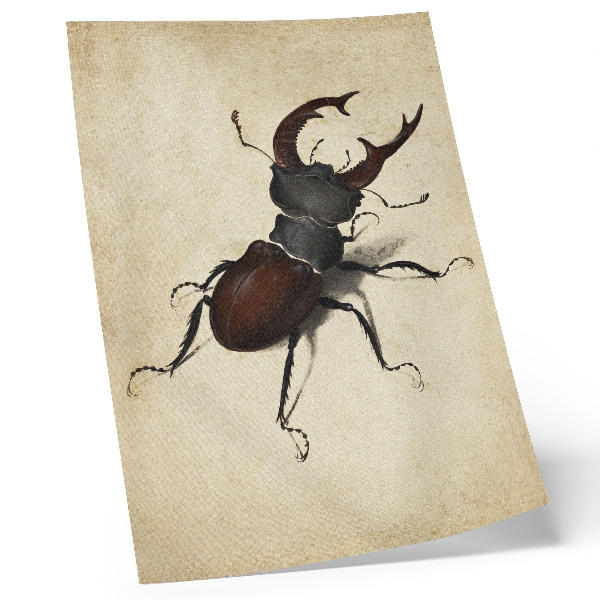 Plakát Roháč od Albrechta Dürera (1505)