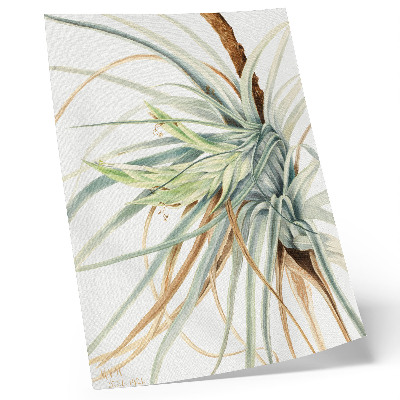 Dekorativní plakát Divoký ananas (Tillandsia fasciculata) (1921) od Mary Vaux Walcott