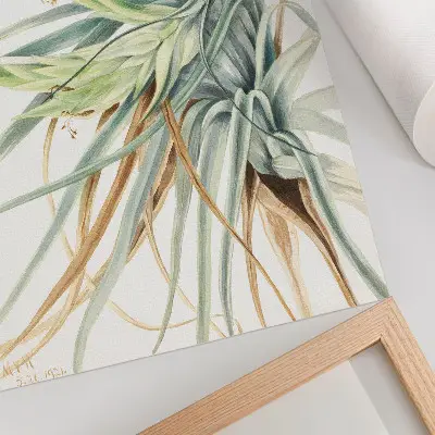 Dekorativní plakát Divoký ananas botanická ilustrace druhu Tillandsia fasciculata z roku 1921 od Mary Vaux Walcott