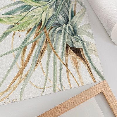 Dekorativní plakát Divoký ananas (Tillandsia fasciculata) (1921) od Mary Vaux Walcott