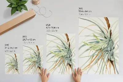 Dekorativní plakát Divoký ananas botanická ilustrace druhu Tillandsia fasciculata z roku 1921 od Mary Vaux Walcott