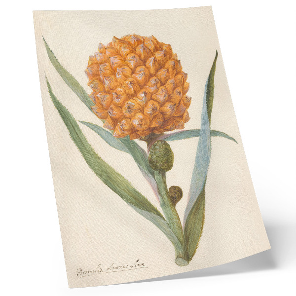Dekorativní plakát Bromelia ananas linn (cca 1700 - c. 1749) od anonymního umělce