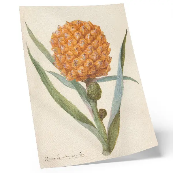 Dekorativní plakát Bromelia ananas linn dílo od anonymního umělce z let 1700 až 1749