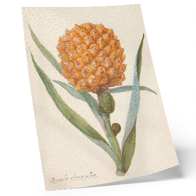 Dekorativní plakát Bromelia ananas linn (cca 1700 - c. 1749) od anonymního umělce