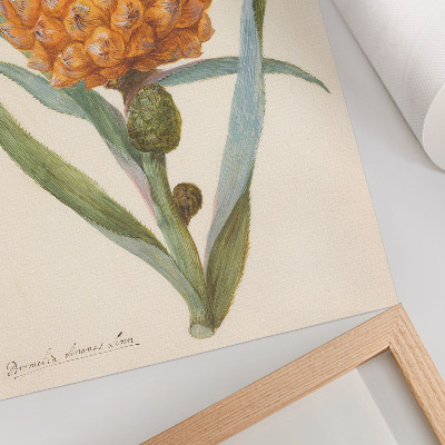 Dekorativní plakát Bromelia ananas linn (cca 1700 - c. 1749) od anonymního umělce