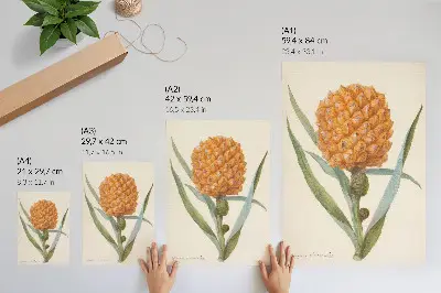 Dekorativní plakát Bromelia ananas linn dílo od anonymního umělce z let 1700 až 1749