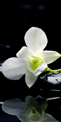 Okenní roleta vnitřní s motivem orchidejí a elegantním designem