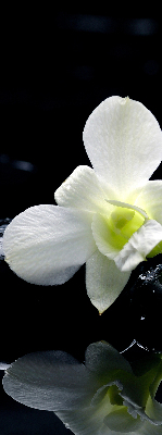 Okenní roleta vnitřní s motivem orchidejí a elegantním designem