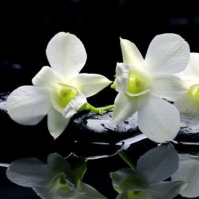 Okenní roleta vnitřní s motivem orchidejí a elegantním designem